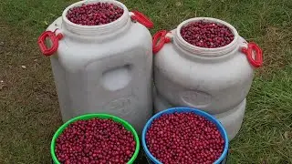 Ехали за Рыбой, а Заработали На Новую Машину За 1 День! Быстрый и Результативный Сбор Клюквы!
