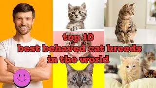 😍🙀top 10 best behaved cat breeds in the world #catbehavior #catlover #didyouknown #animalbehavior
