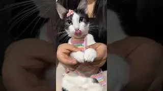 Me califican michiamigos? #viral #gatos #michi #shortvideos #cat #michis #shorts #parati #cats #pets