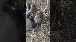 Уот так уот!