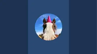 New baby horse + feeding hay