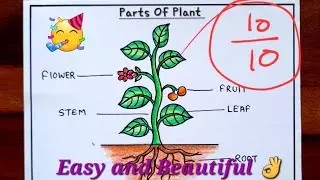 Parts of plant drawing | How to Draw parts of plant easy | Science Activity Drawing | EVS