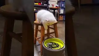 Cats jumping into buckets of paint start glowing in the dark