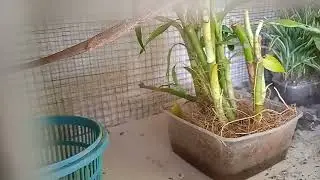 aviari mini di teras rumah