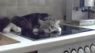 Котяра уснул на плите  приколы