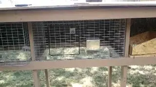 Meat Rabbits - Built a Grow Out Hutch