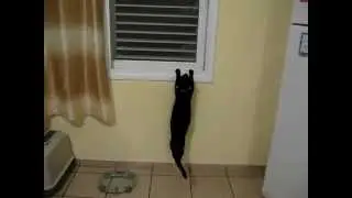 Коту было лень спрыгнуть =)