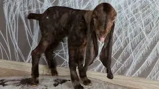 Камори козы.