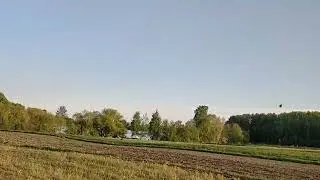 Фазана як ручний