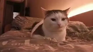 cat