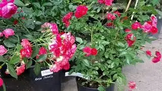 ЦВЕТОЧНЫЙ рынок в г.Наро-Фоминск ,  мои розы у 5 эт.дома . 🌹