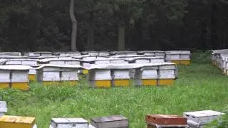 201406_벌떼를 만나다