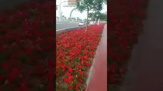 Amazing