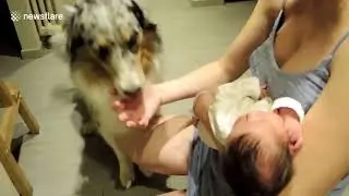 Incredible 2018   Friendly Dog Meets Newborn Baby For The First Time