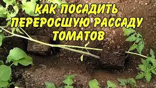 Как посадить переросшую рассаду томатов