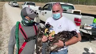 Eagle Banding with Miss. St. University and US Fish and Wildlife Service
