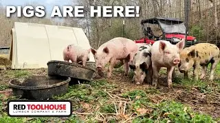 Bringing PIGLETS HOME from Revercomb Farms in Virginia