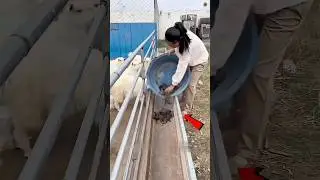 Зачем в Китае кидают белок в кормушки для коз? 