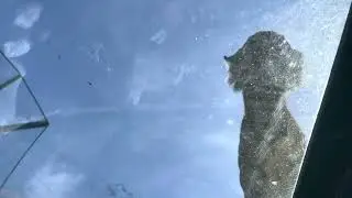 Tiger at Edinburgh Zoo poops on us 💩