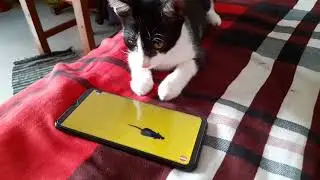 HOW TO FOOL YOUR CAT | He is trying to catch the Rat | It's very Funny 🤣