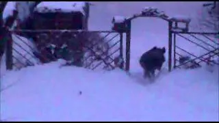 Dzik na Leśnej w Chojnicach