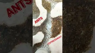 Doing it the ANTS WAY! 