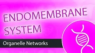 The Endomembrane System