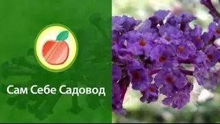 Буддлея Давида