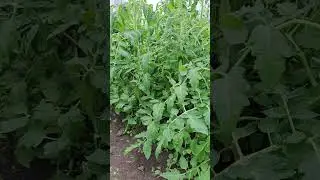 Огурцы Первые плоды