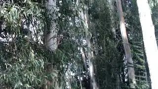 Butterfly Grove