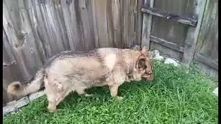 Saying Hi With Sasha And Quick Update