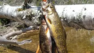 Brook Trout Fishing