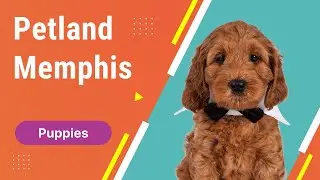 Visit Petland Memphis For Incredible Puppies  🐶