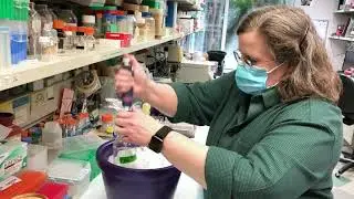 Hutch@Home Virtual Field Trip: The Susan Parkhurst Lab | May 26th, 2021