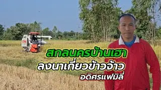 adisornfamily | ฤดูกาลเก็บเกี่ยวข้าวนาปี #2567 #เกษตรอีสาน  #Thaifarmers