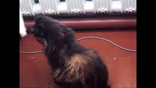 Бусик под батареей