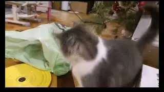 Кот ботон и маха #вледена#лальф#