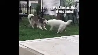 GIVE ME MY TOY RIGHT NOW!