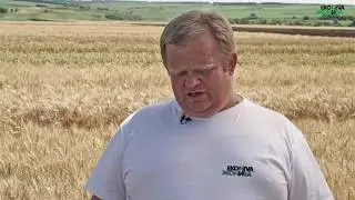 Озимая пшеница, сорт МВ Надор