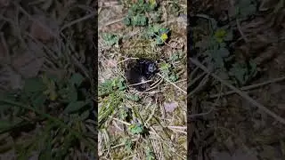 Stag Beetles Are Quite Interesting