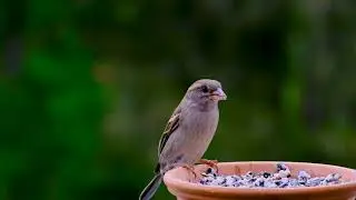 Nature And Wildlife Video
