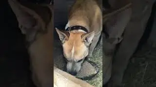 Приют для собак 