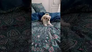 Комплект постельного белья 