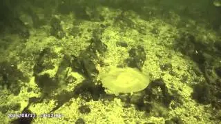 Белое море 2015 - избранное