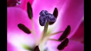 Androecium and gynoecium