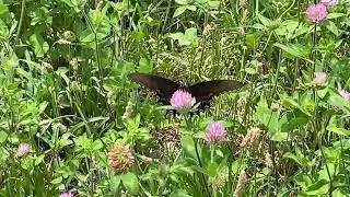 Butterfly Pollinator