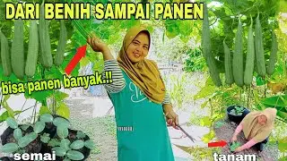 tanam gambas oyong dari awal sampai panen #gambas #oyong