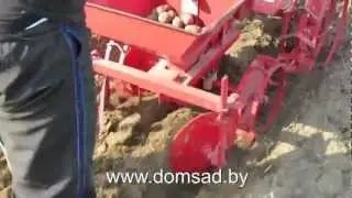 Посадка картофеля с помощью мотоблока 