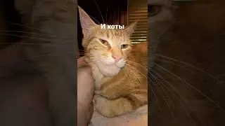 🐶 и 🐱 после укуса пчелы