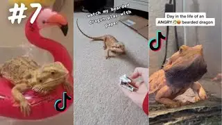Bearded Dragon  TikTok & İnstagram Compilation  2023  4K  PART 7
